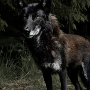 lucardis 6 wolf
